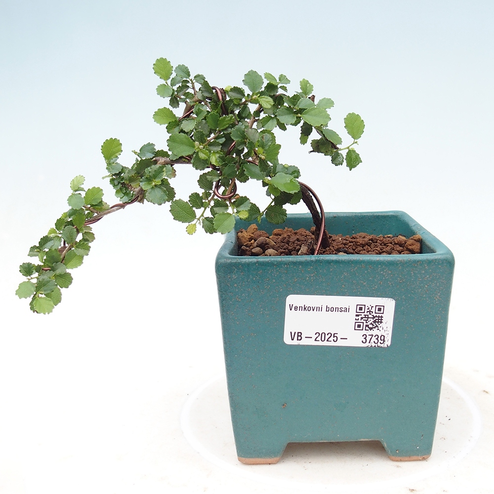Izbová bonsai - Grewia sp. - Grewie malolistá