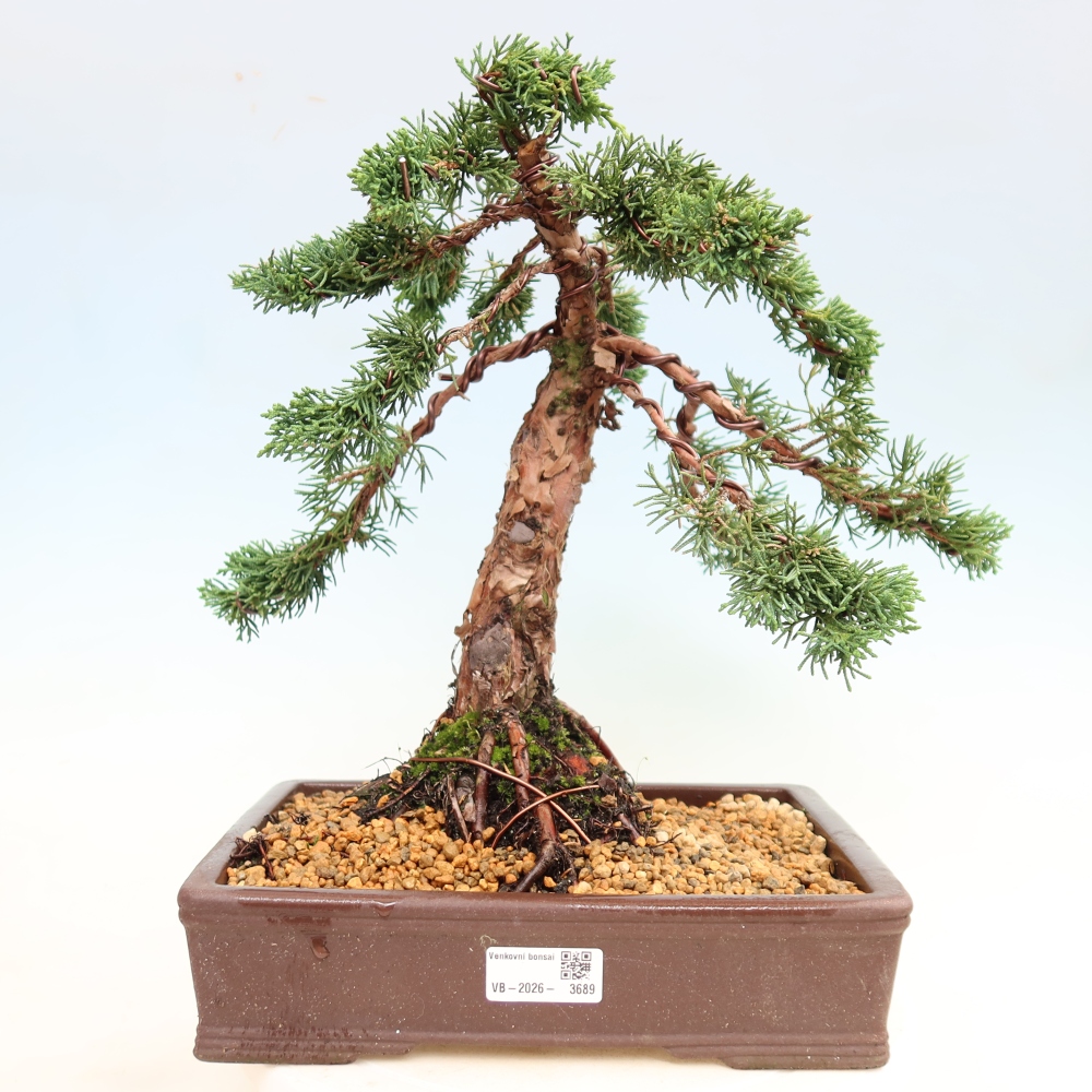 Vonkajší bonsaj - Juniperus chinensis Kishu