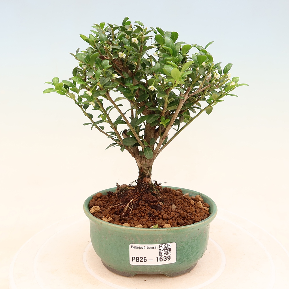 Izbový bonsaj - Ilex crenata - Cesmína