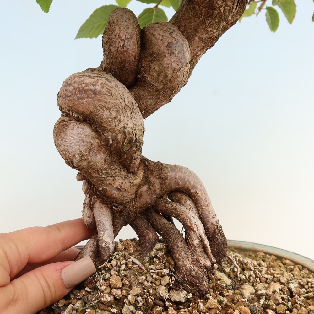 Vonkajšie bonsaje -Carpinus CARPINOIDES - Hrab kórejský