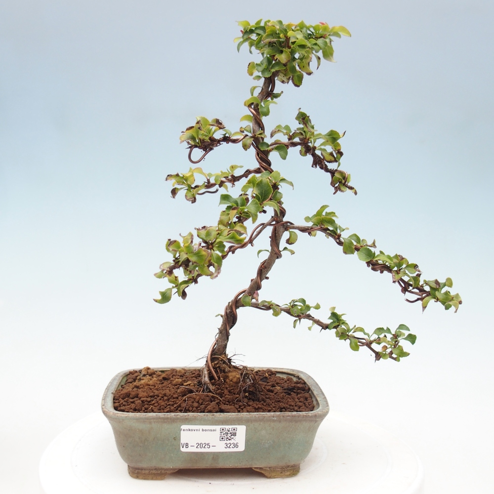 Vonkajšie bonsai - Chaneomeles s. Red Joy - Dulovec
