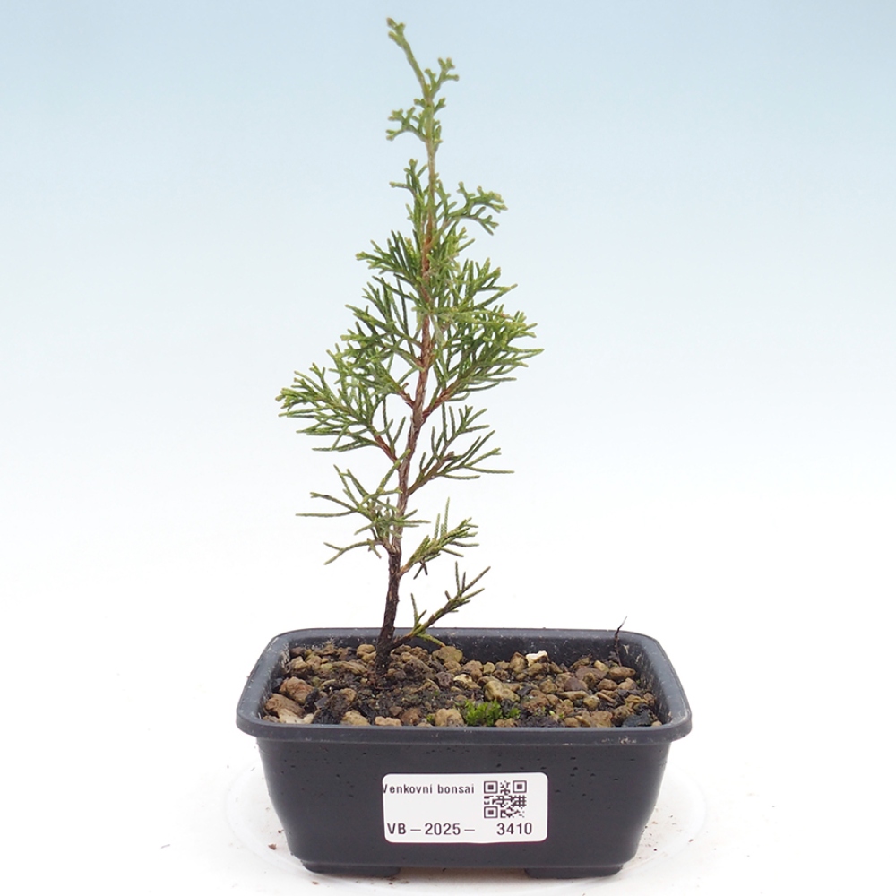 Vonkajší bonsai - Juniperus chinensis Itoigawa -Jalovec čínsky