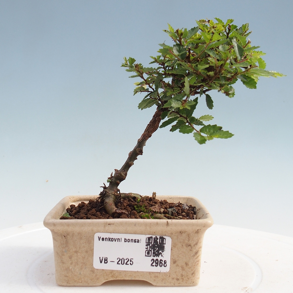 Vonkajší bonsai - Ulmus parvifolia Sagei - Malolistý brest