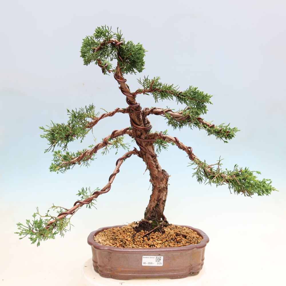 Vonkajší bonsaj - Juniperus chinensis Kishu