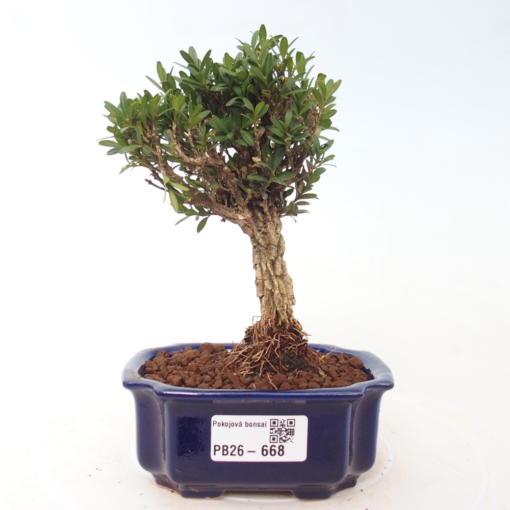 Izbové bonsaje - Buxus harlandii - korkový buxus