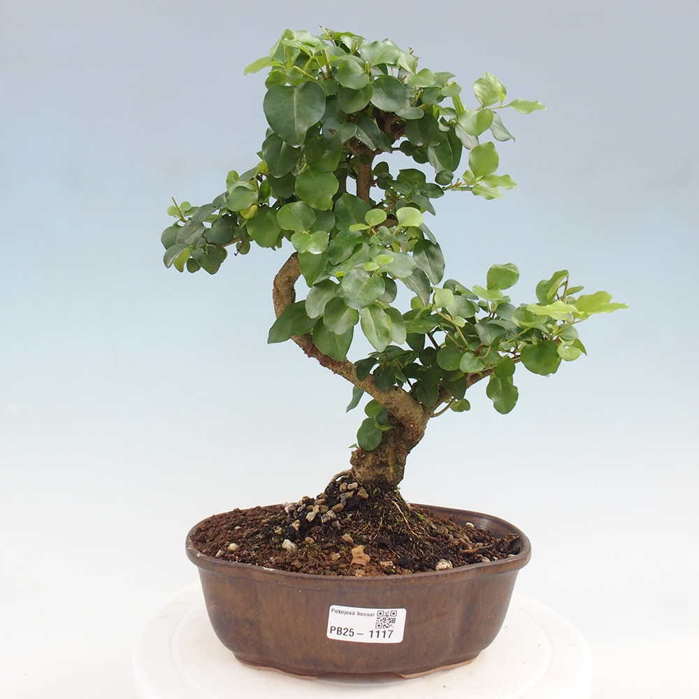 Izbová bonsai -Ligustrum chinensis - Vtáčí zob