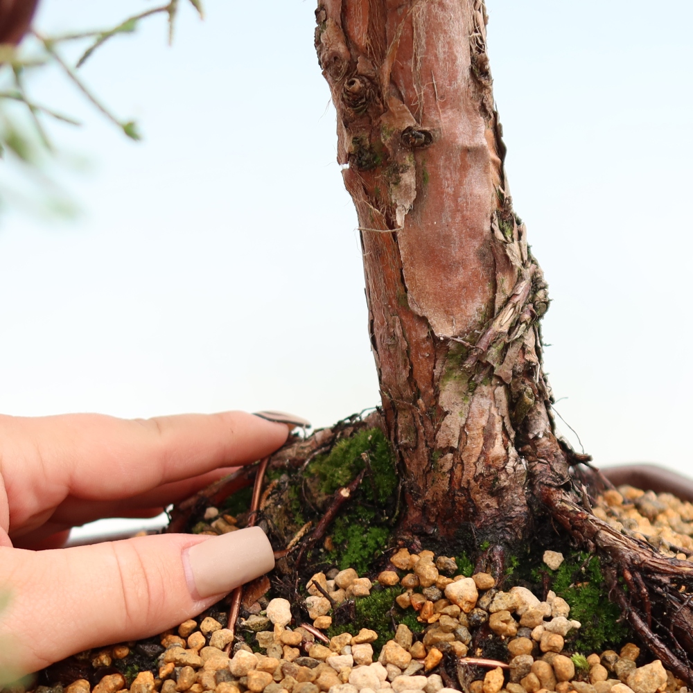 Vonkajší bonsaj - Juniperus chinensis Kishu
