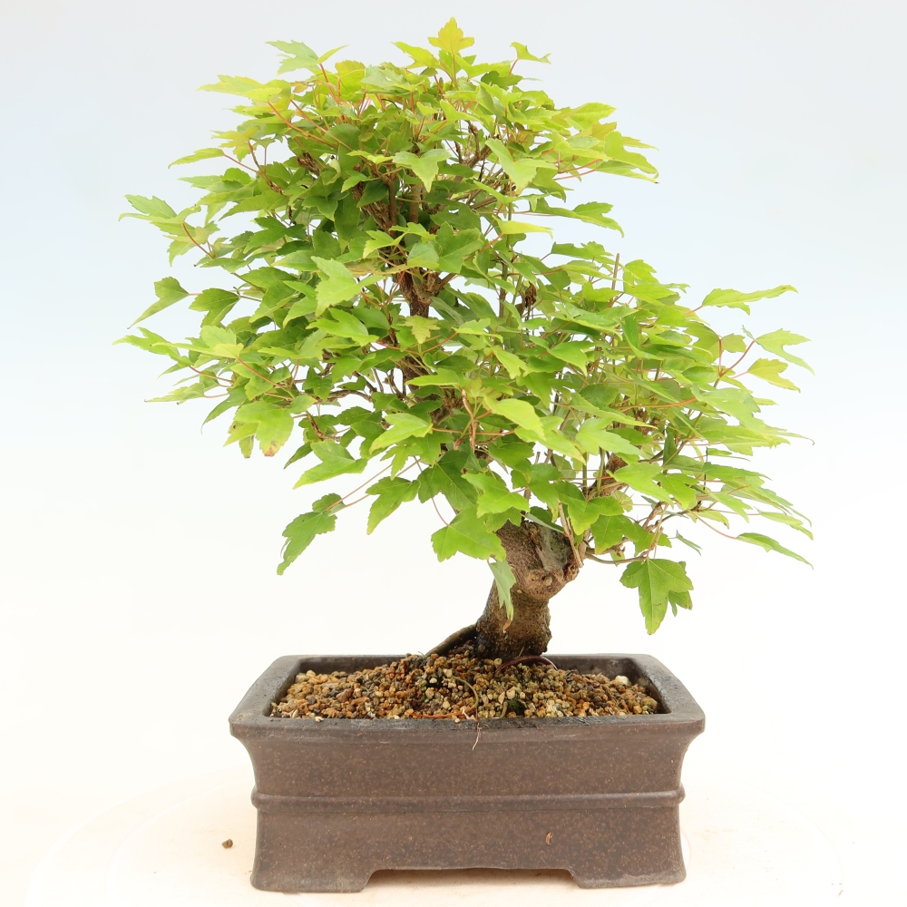 Vonkajšie bonsaje - Javor Burger - Acer Burgerianum