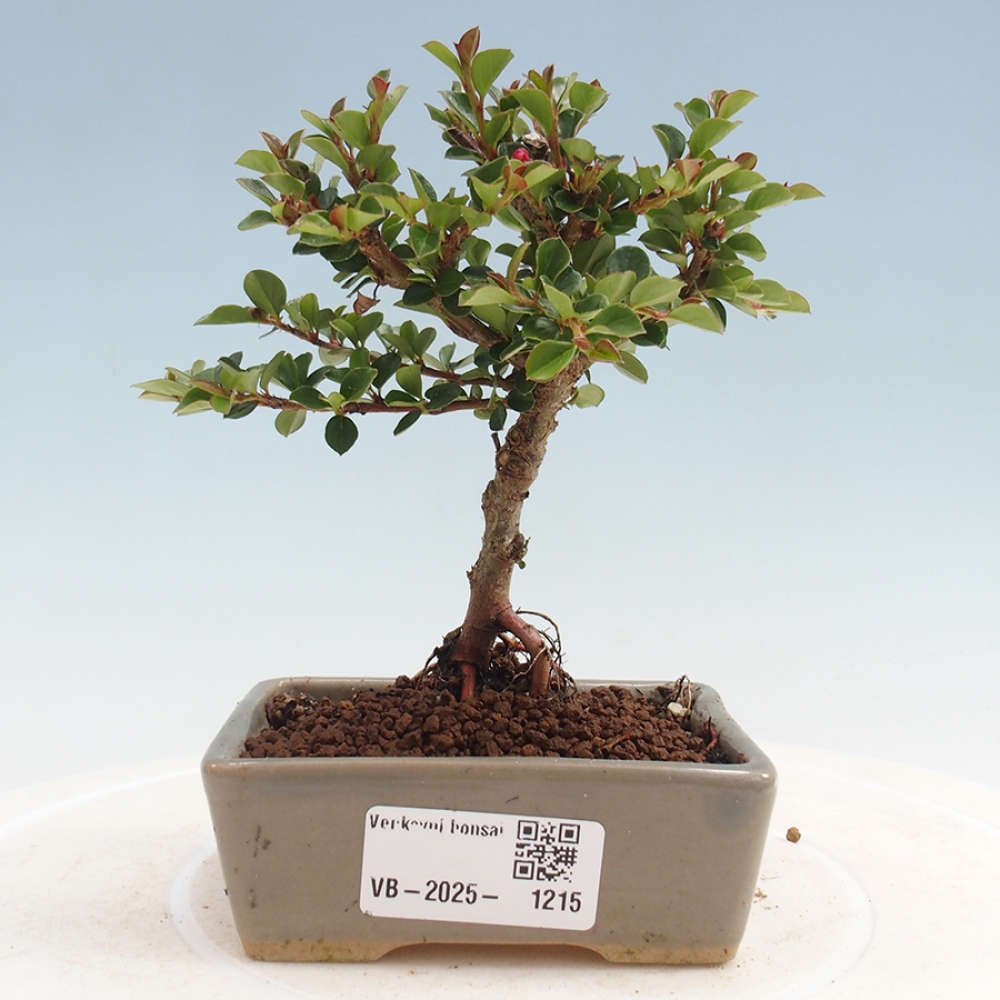 Vonkajší bonsai - Cotoneaster horizontalis - Skalník