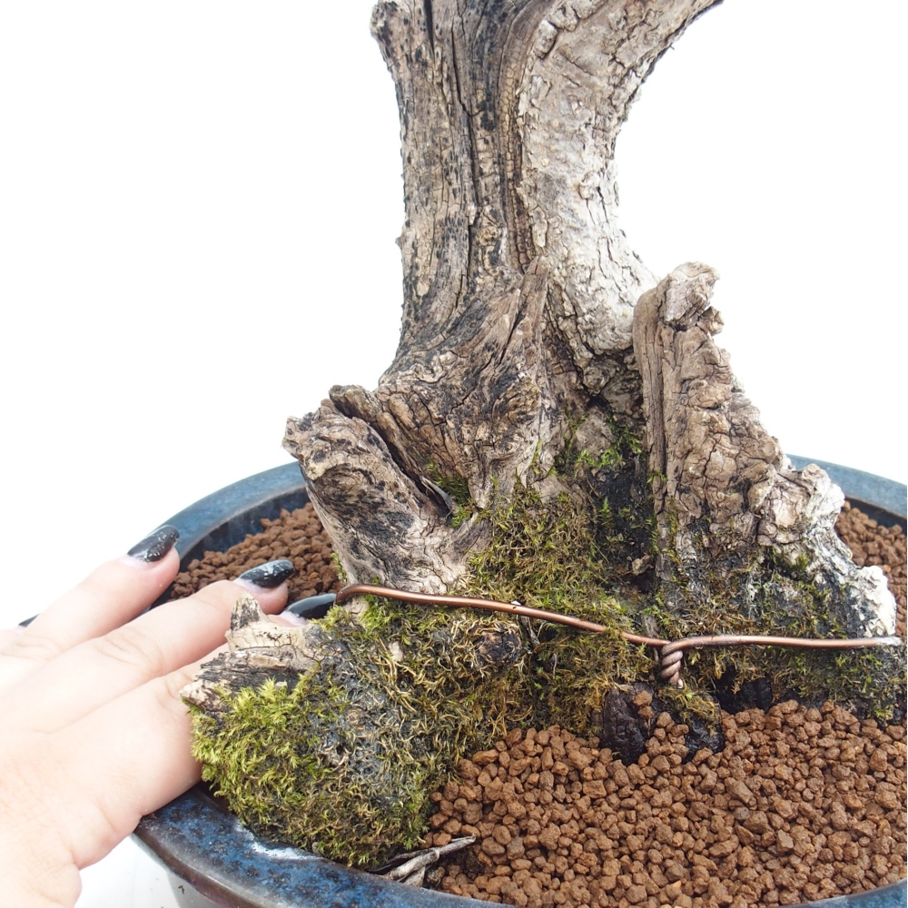 Izbová bonsai - Olea europaea sylvestris -Oliva evropská drobnolistá