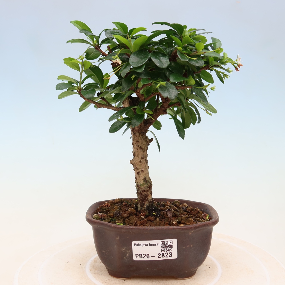 Izbové bonsaje - Carmona macrophylla - Tea fuki