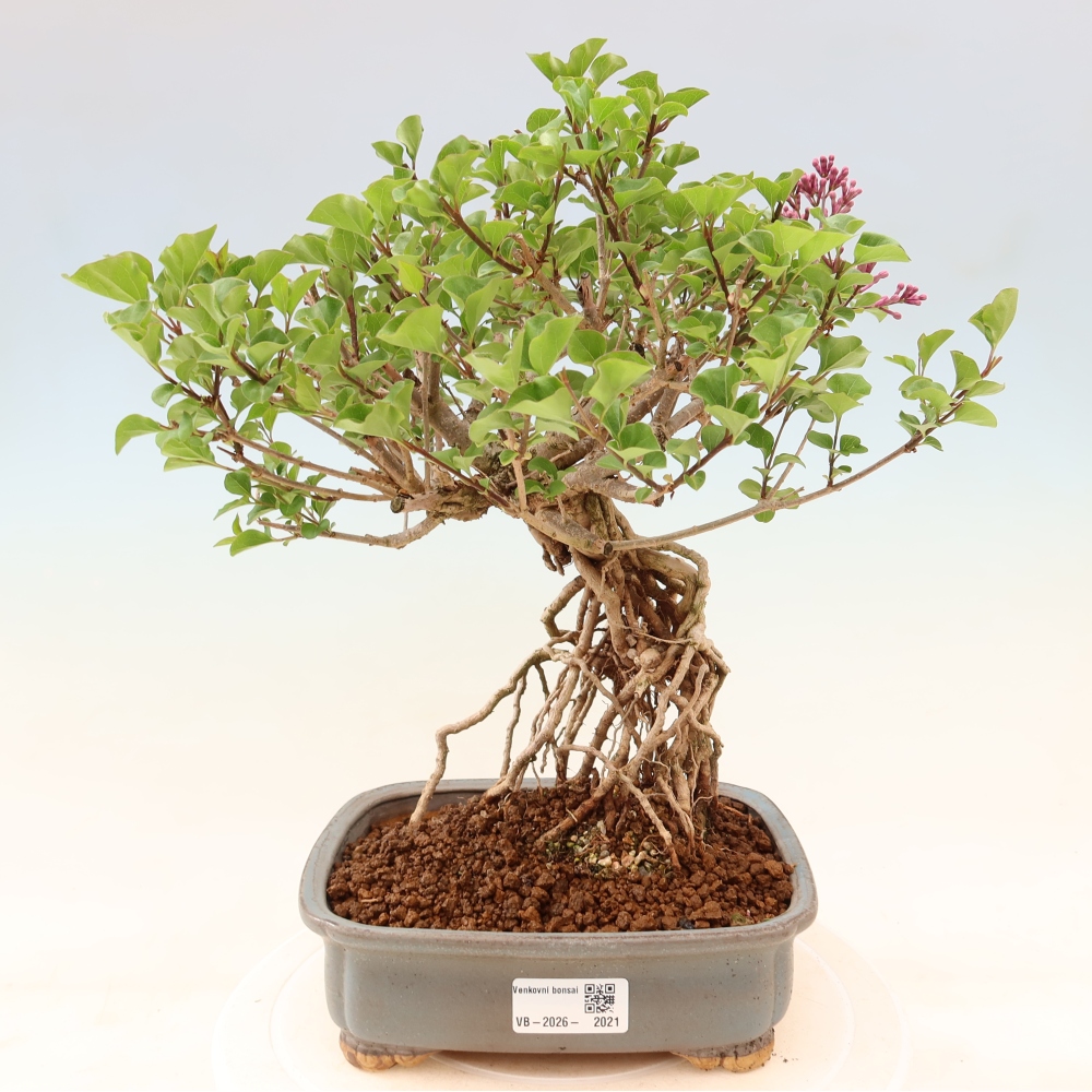 Vonkajší bonsaj - Syringa microphylla - drobnokvetý šeřík