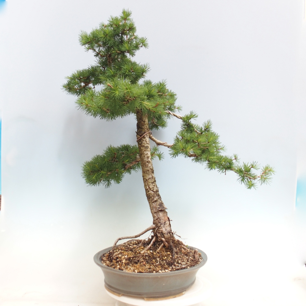 Vonkajšie bonsaje -Larix decidua - Smrekovec