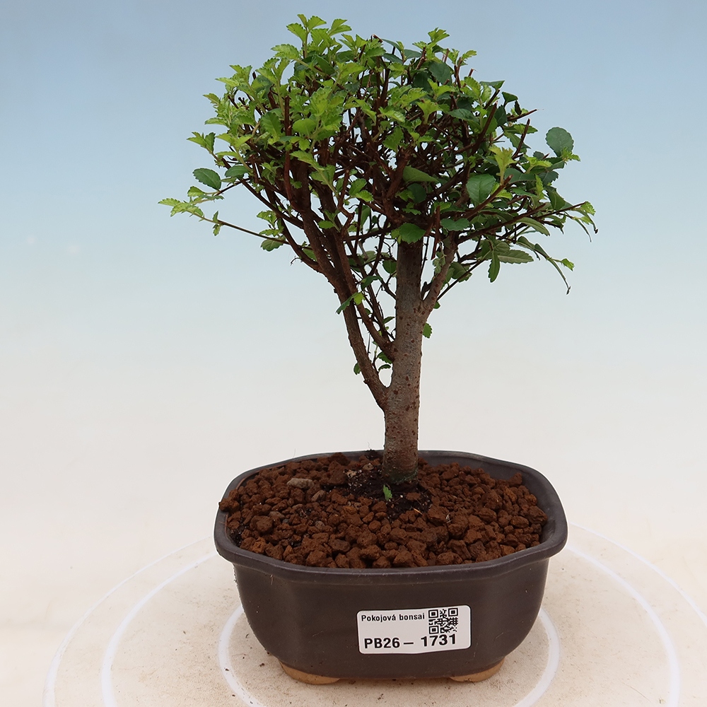 Izbový bonsaj - Ulmus parvifolia - brest malolistý