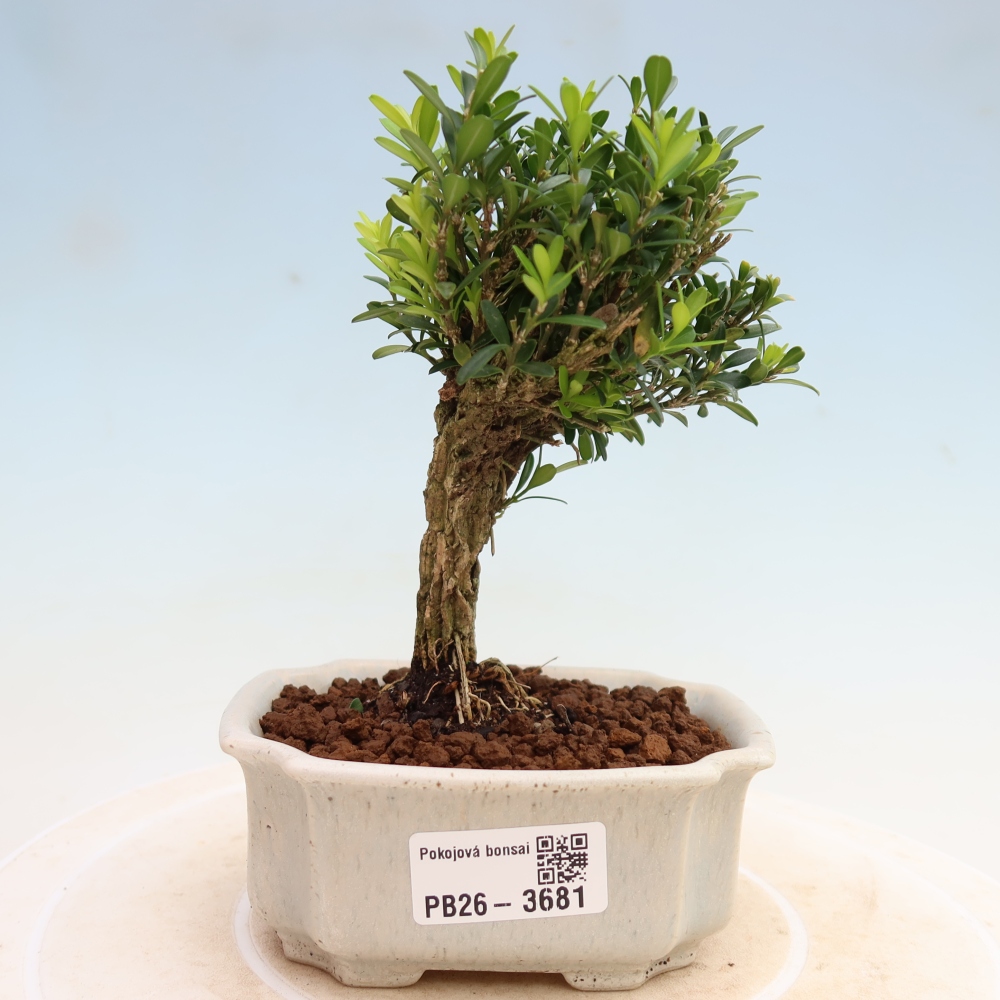 Izbové bonsaje - Buxus harlandii - korkový buxus