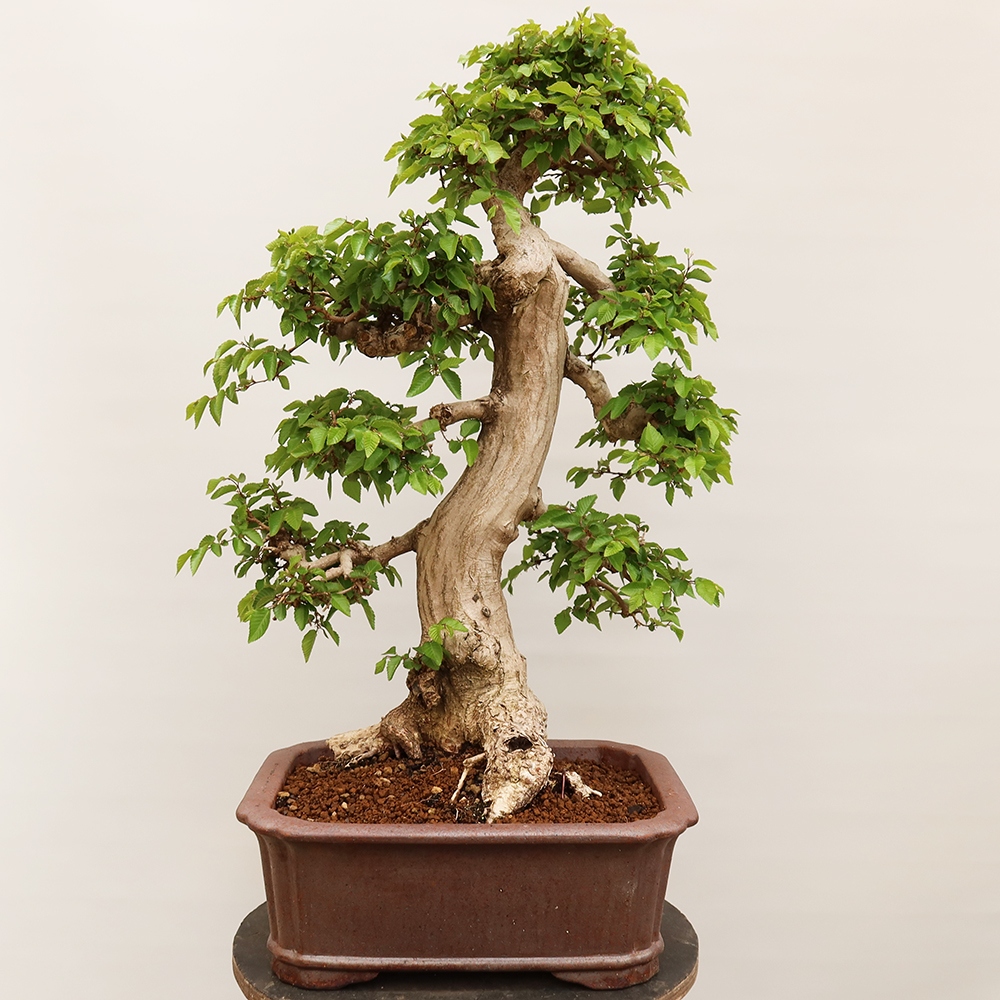 Vonkajší bonsai -Carpinus Coreana - Hrab kórejský