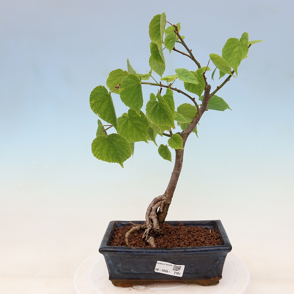 Vonkajší bonsai – lipa srdcovitá – Tilia cordata