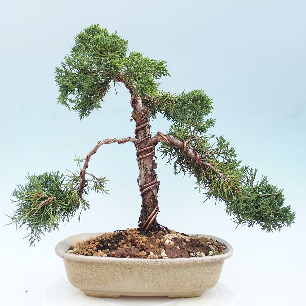Vonkajšie bonsai - Juniperus chinensis Kishu -Jalovec čínsky