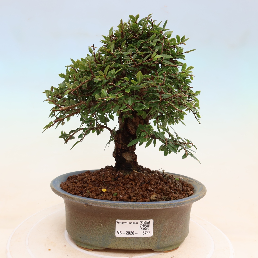 Vonkajšie bonsaje - Zelkova - Zelkova NIRE