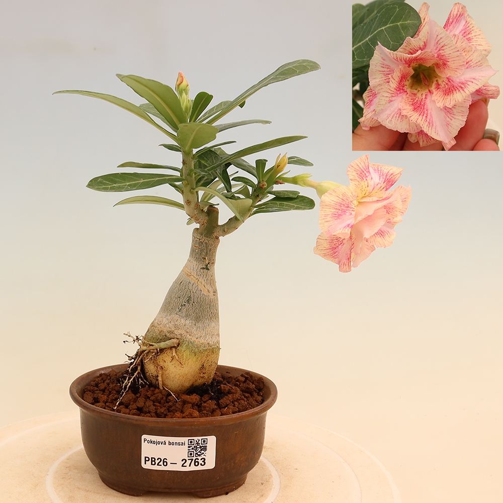 Izba bonsai – Adenium obesum, štepené V.F.S.277 – Púštna ruža