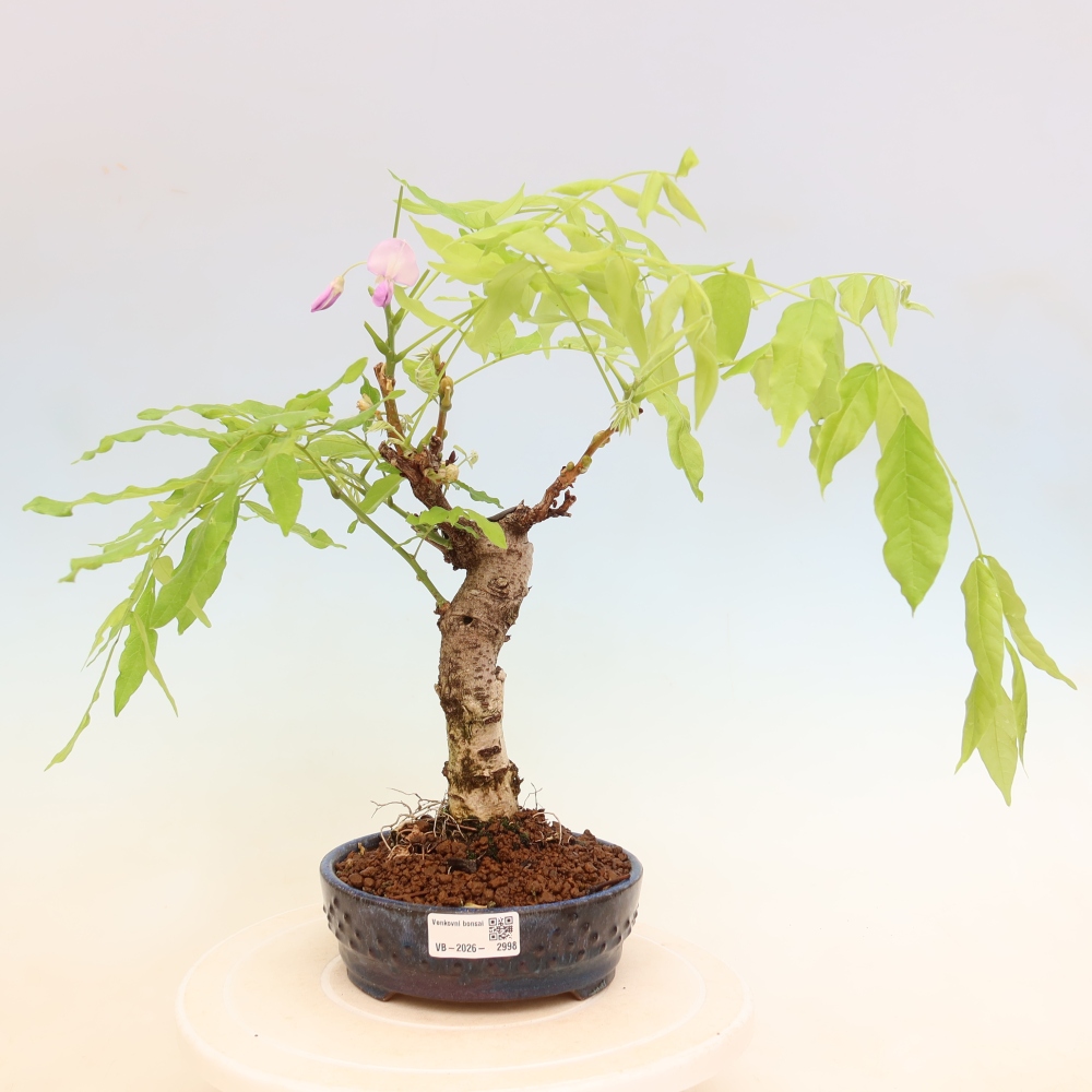 Vonkajšie bonsaje - Wisteria floribunda