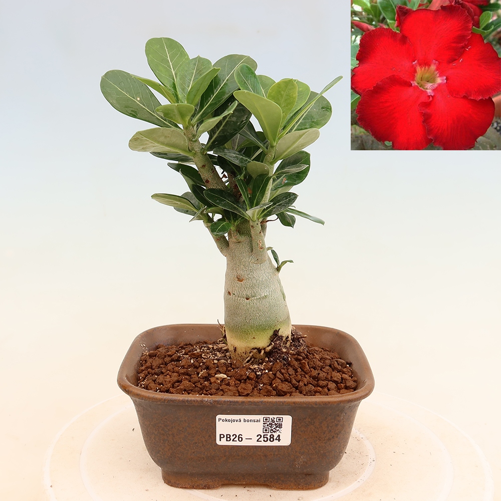 Izba bonsai – Adenium obesum Red Star – Púštna ruža