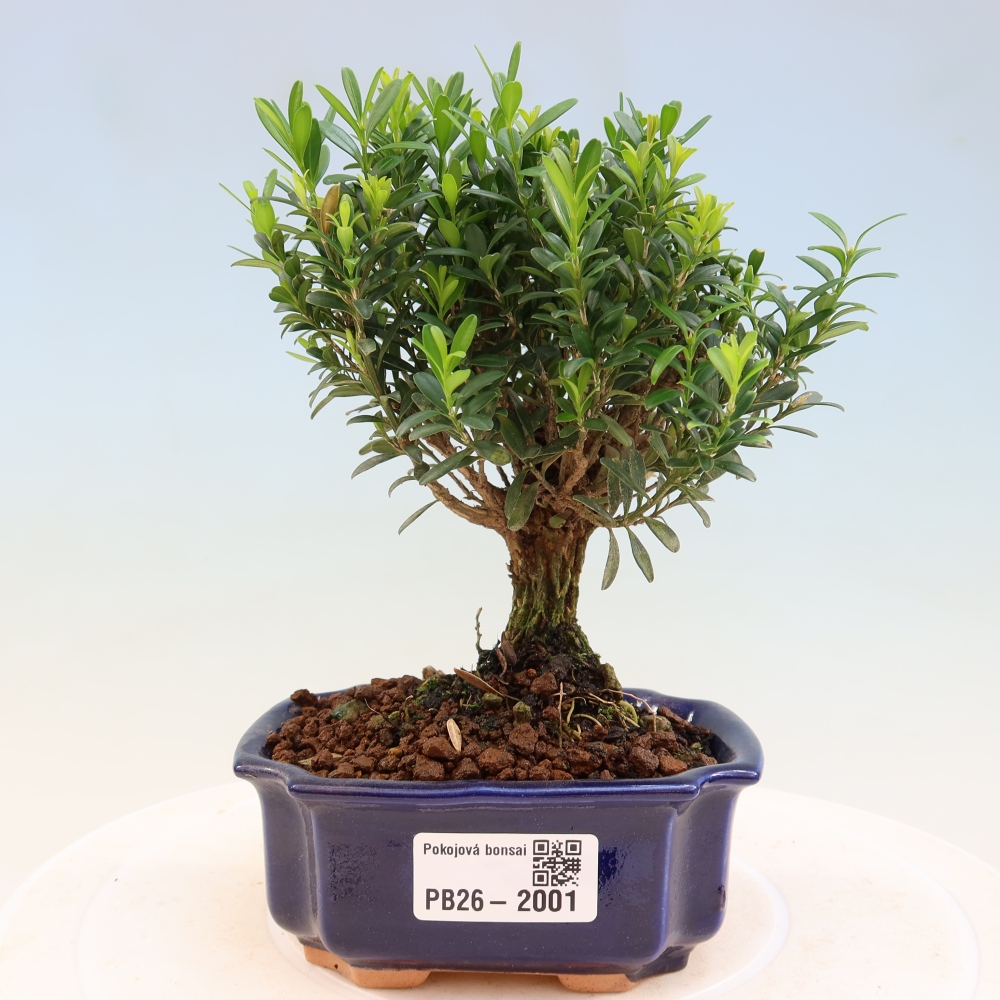 Izbové bonsaje - Buxus harlandii - korkový buxus