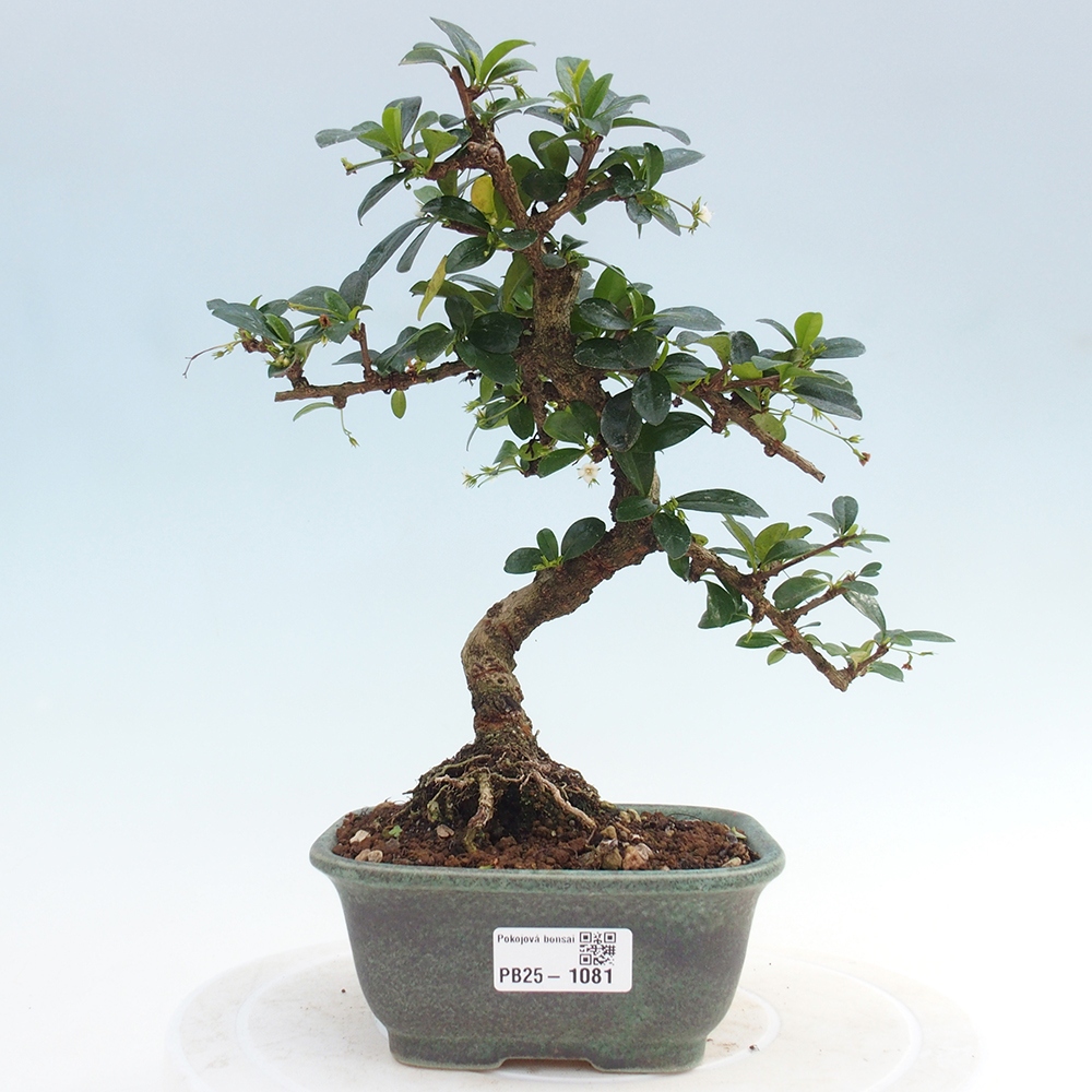 Izbová bonsai - Carmona macrophylla - Čaj fuki