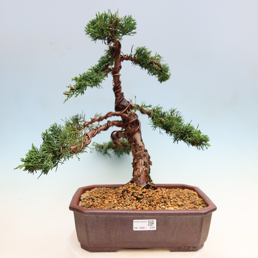 Vonkajší bonsaj - Juniperus chinensis Kishu