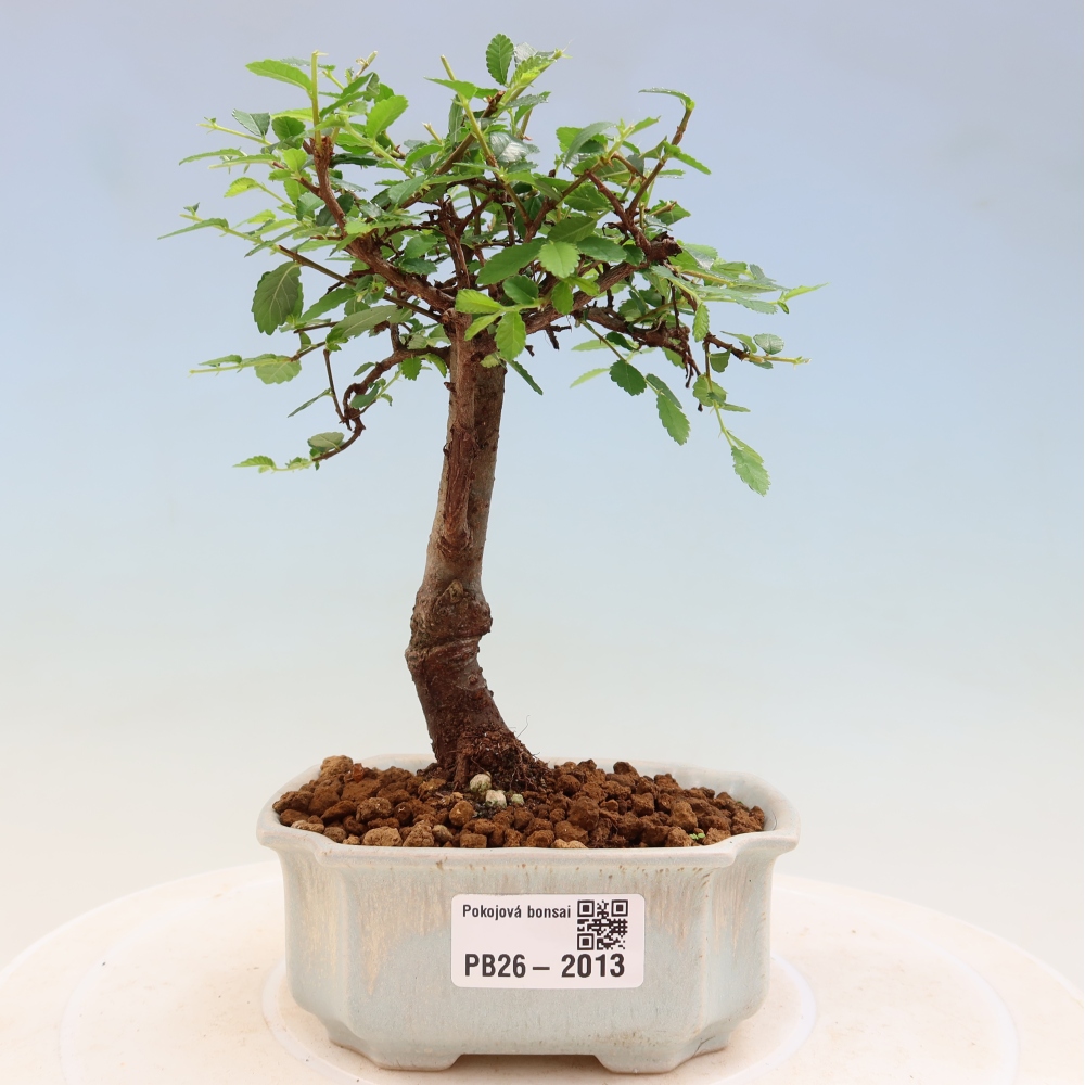 Izbový bonsaj - Ulmus parvifolia - brest malolistý