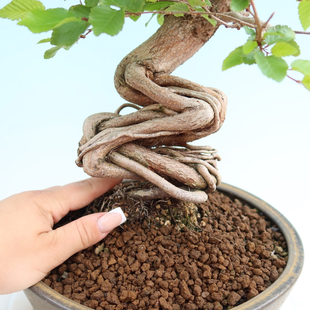 Vonkajší bonsaj -Carpinus coreana - Hrab kórejský