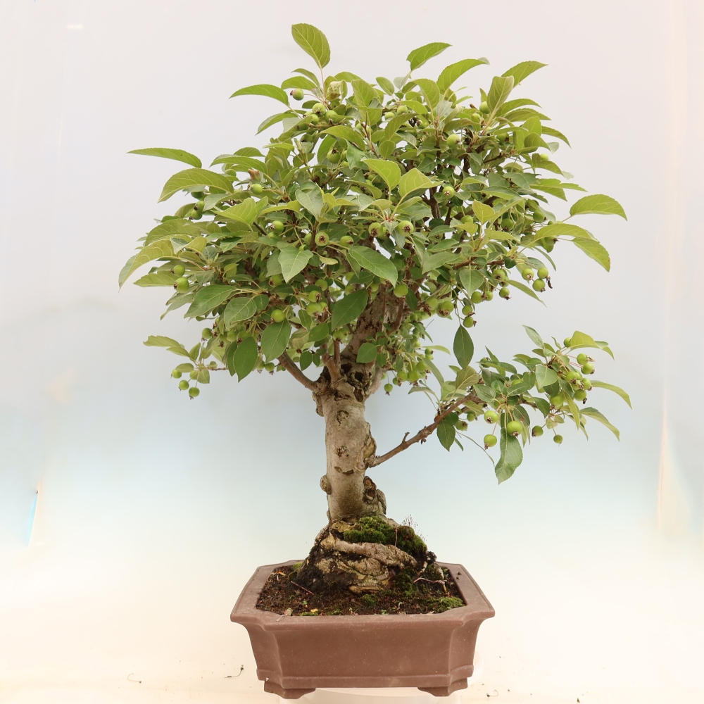 Vonkajší bonsai -Malus halliana - Maloplodá jabloň