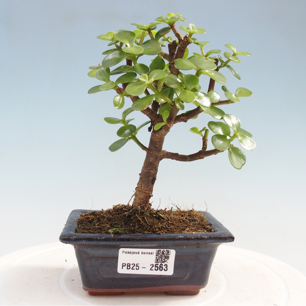 Izbová bonsai - Portulakaria Afra - Tlustice
