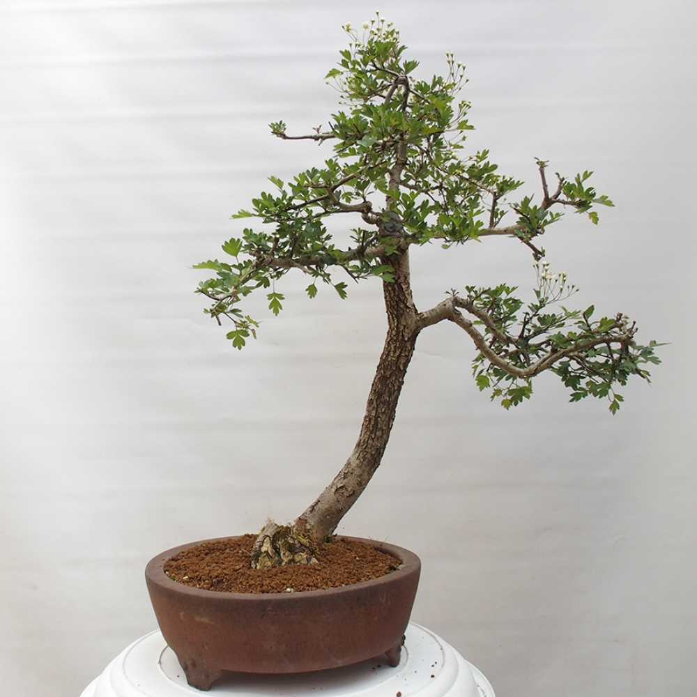 Vonkajší bonsai - Hloh - Crataegus monogyna