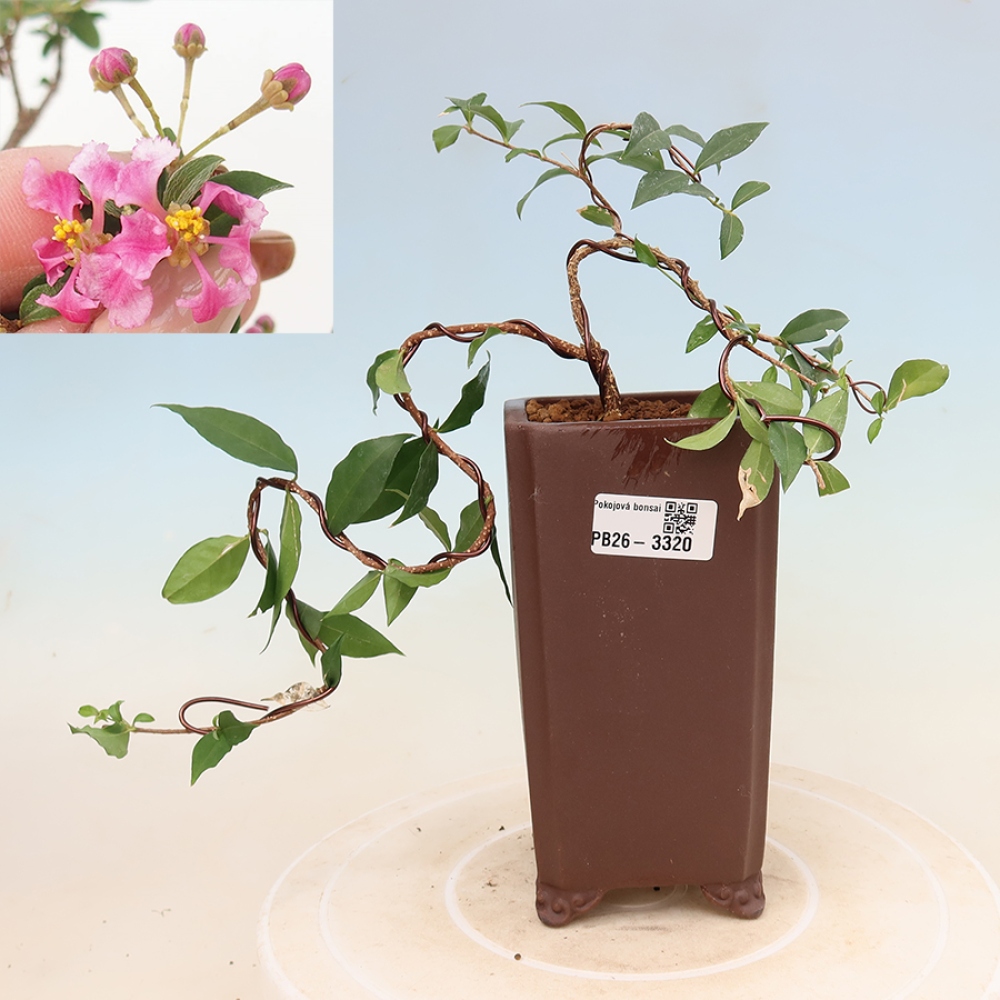 Izba bonsai – barbadoská čerešňa (Malpighia glabra) 