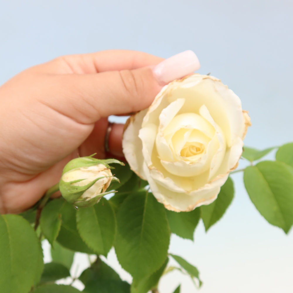 Vonkajšie bonsaje – Rosa Kordes – ruže