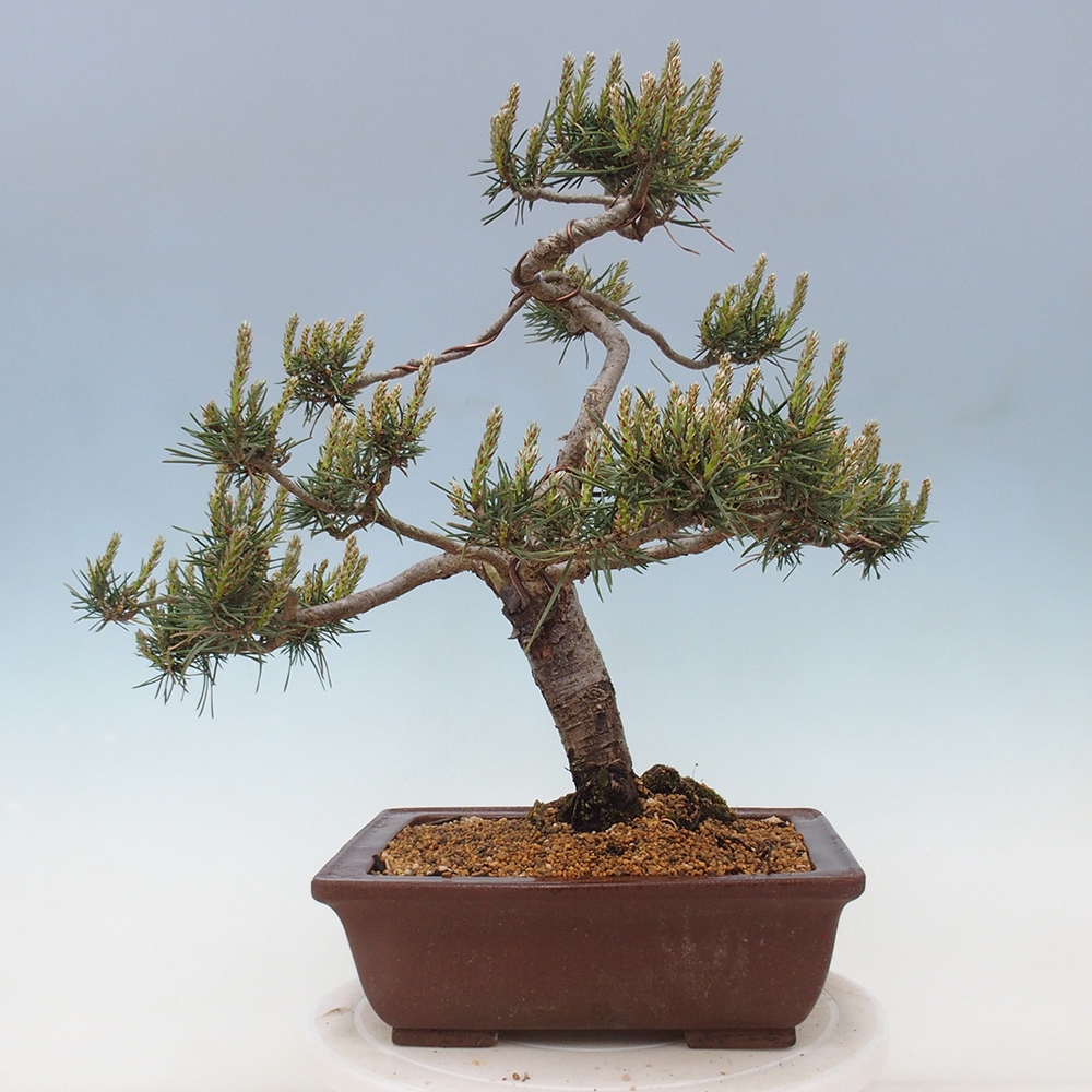 Vonkajšie bonsai - Pinus Sylvestris - Borovica lesná