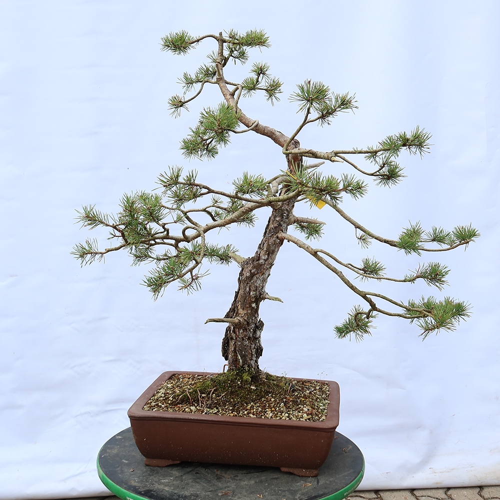 Pinus sylvestris Španielsko – borovica lesná
