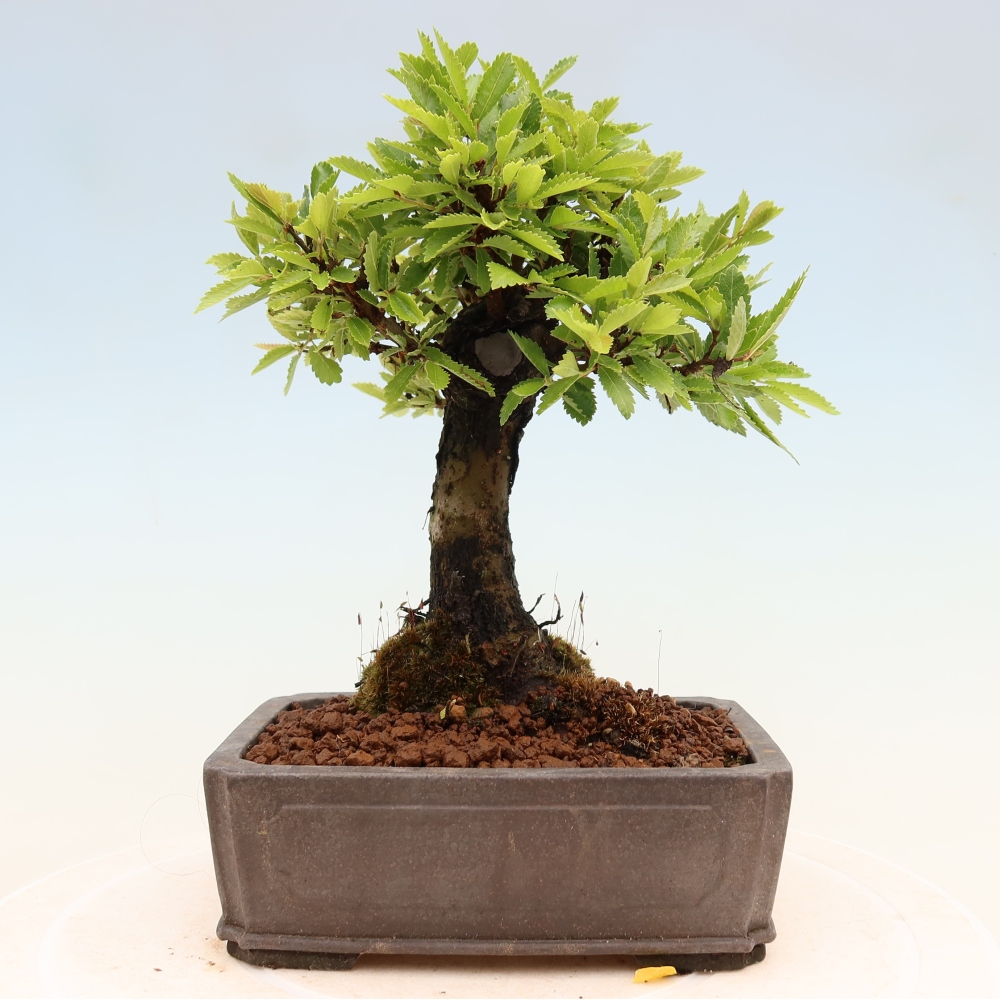 Vonkajšie bonsaje - Zelkova - Zelkova NIRE
