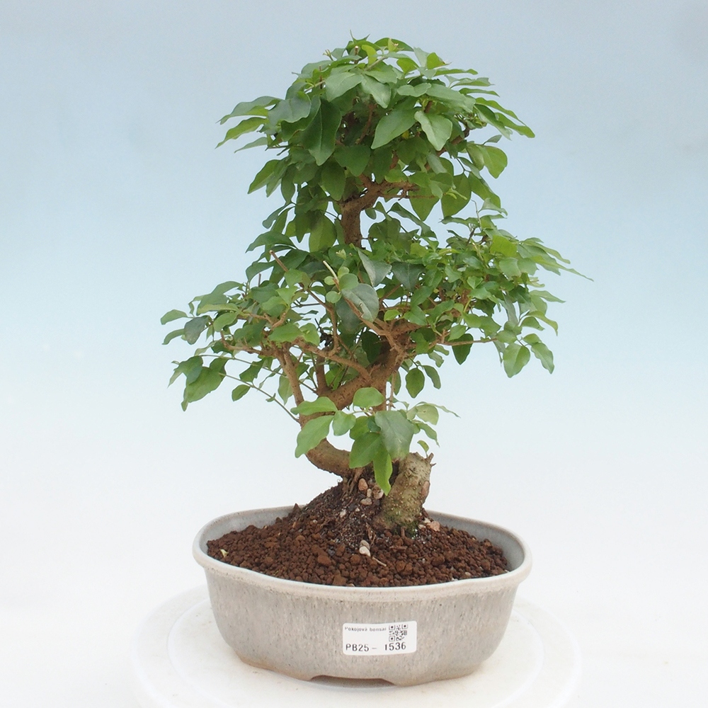 Izbová bonsai -Ligustrum chinensis - Vtáčí zob