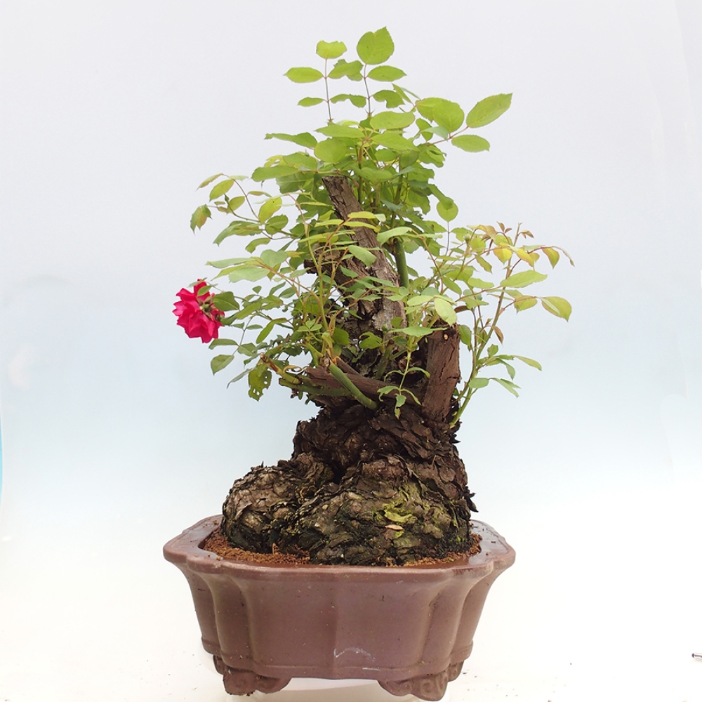 Vonkajší bonsai - Rosa Kordes - ruža