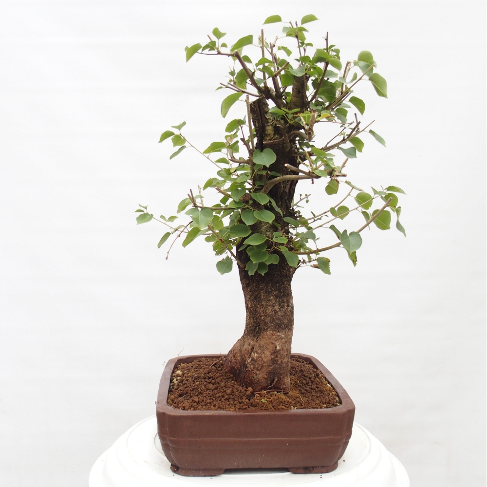 Vonkajšie bonsai - Mahalebka - Prunus mahalieb