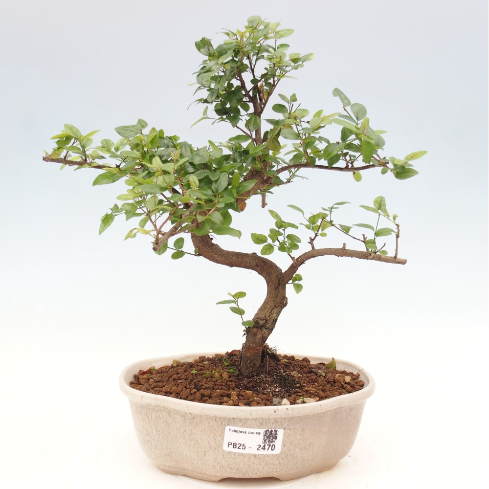 Izbová bonsai - Sagerécia thea - Sagerécia thea