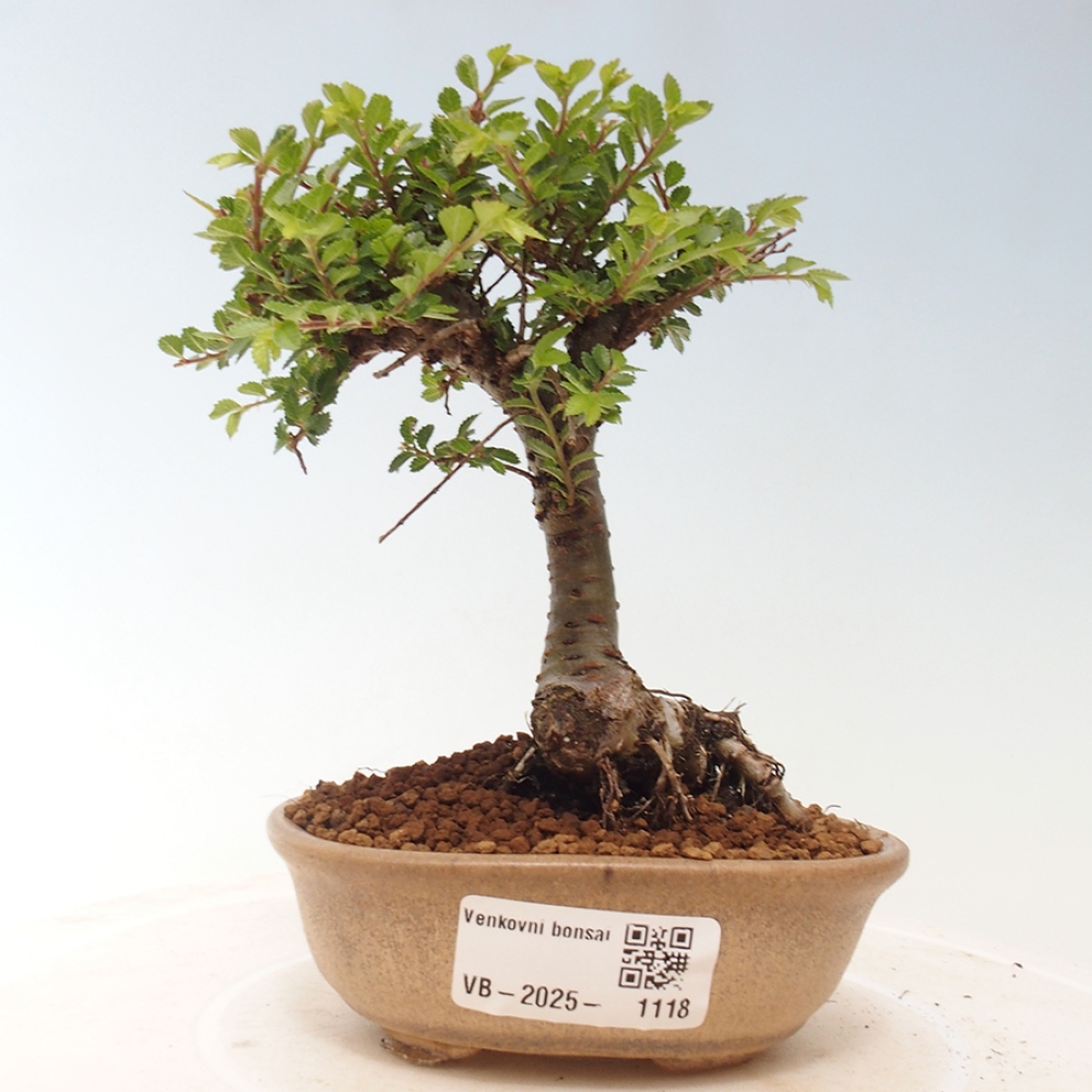 Vonkajší bonsai - Ulmus parvifolia Sagei - Malolistý brest