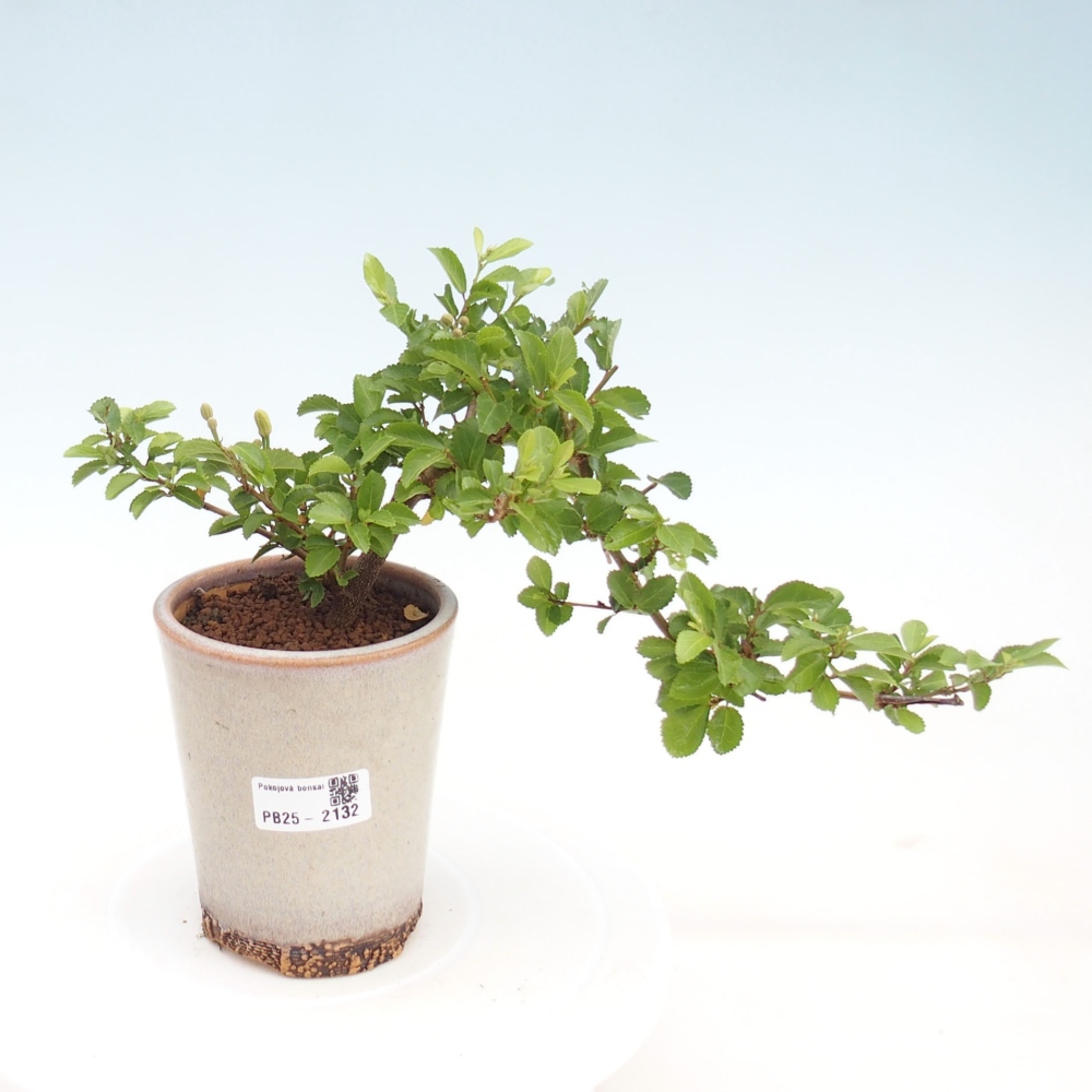Izbová bonsai - Grewia occidentalis - Hviezdica levanduľová
