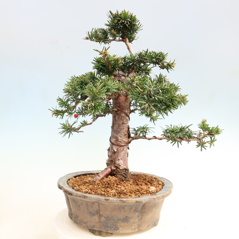 Vonkajší bonsai – Taxus cuspidata – japonský tis