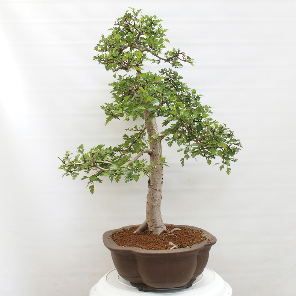 Vonkajší bonsai - Hloh - Crataegus monogyna