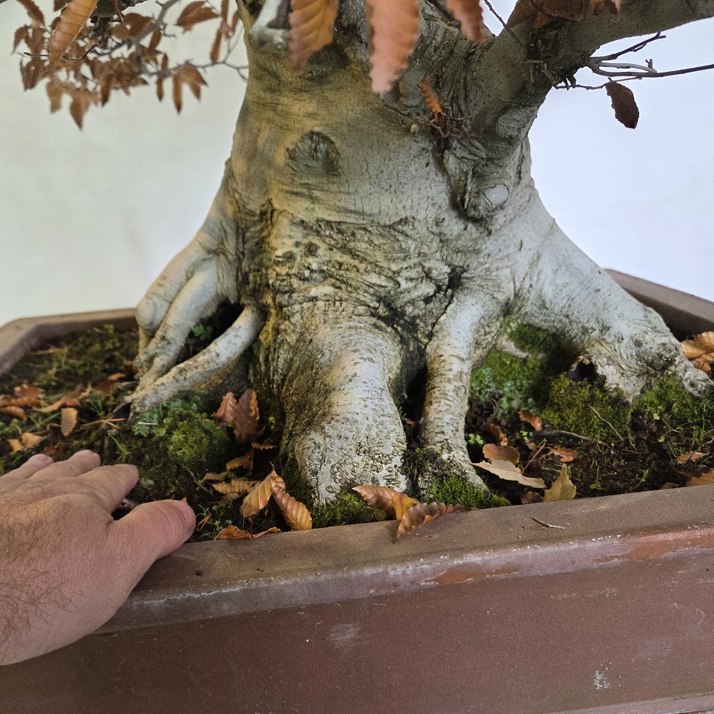Vonkajšie bonsai -Fagus crenata
