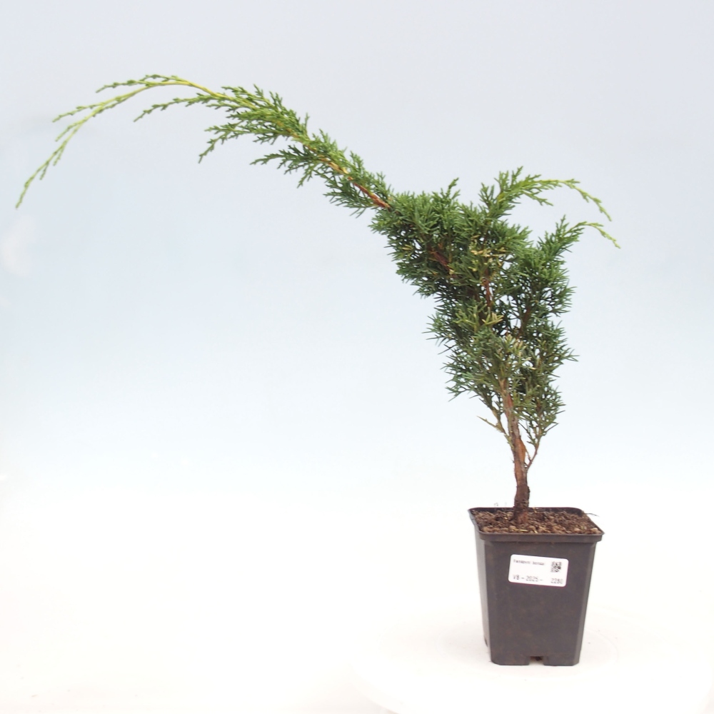 Vonkajšie bonsai - Juniperus chinensis Kishu -Jalovec čínsky