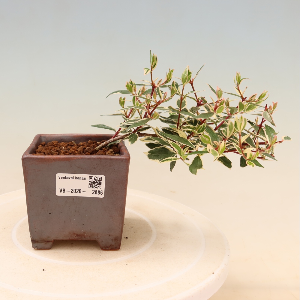 Vonkajší bonsai – Abelia gr. Confetti – Abélie veľkokvetá